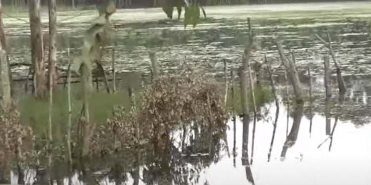 Concerns Raised After 3 Bodies Were Found In A Swamp Nandi County