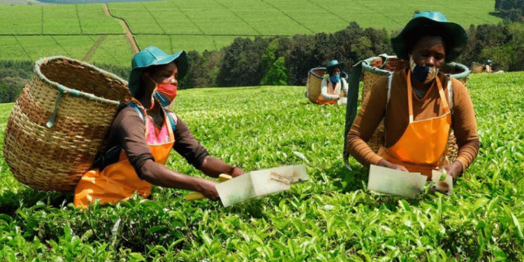 Workers Operate A Tea Picking Machine In One Of The Privately Owned Tea Plantations In Kericho County.