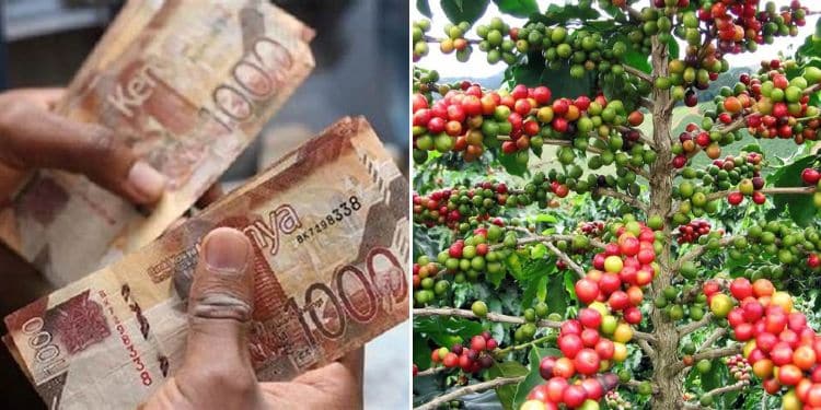 Collage Of A Person Counting Money &Amp; A Coffee Plant. Photo/Courtesy