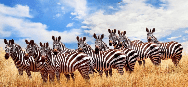 Top 15 Animals in Masai Mara: Big Five, Cheetahs, and Rare Species Guide