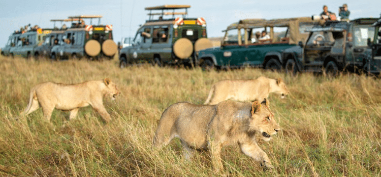 What Every First-Timer Needs To Know Before Landing In Kenya