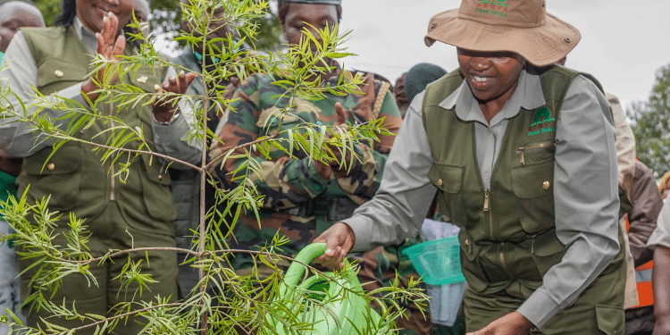First Lady Rachel Ruto Leads A Tree-Planting Exercise In Kakamega Forest In Kenya. Photo\Courtesy