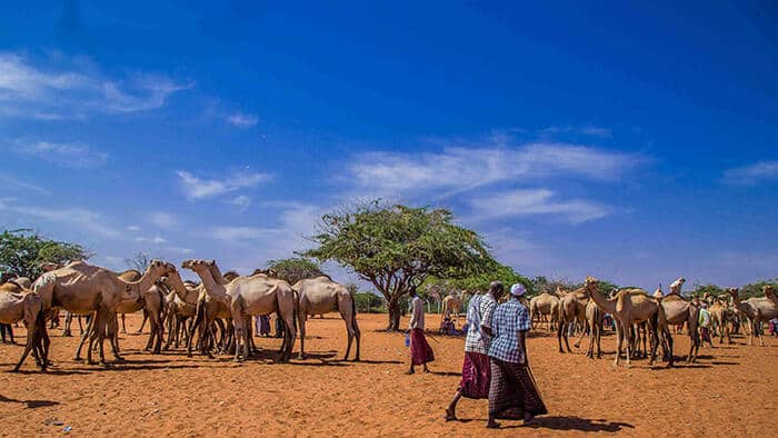 Rains Expected As Kenya Met Releases Forecast For December To February 2026