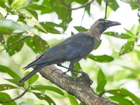 Kws To Kill 1 Million House Crows In 6 Months