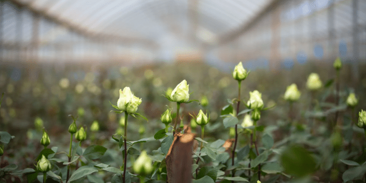 Kenya Flower Growers Face Ksh532 Million Losses in Three Weeks Amid Middle East Freight Crisis
