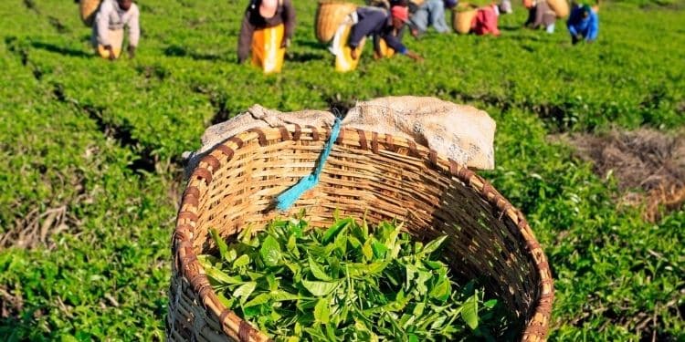 John Chebochok: Farmers Defend Director Amid Controversy