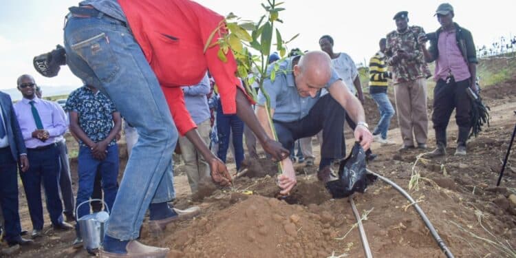 Israeli Ambassador In Kenya Michael Lotem Plants An Avocado At Granots Avocado Farm In Ndabibi, Nakuru County During The Launch Of The Company'S Operations In Kenya In 2023