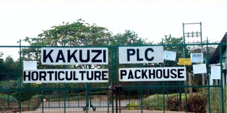 Kakuzi Plc