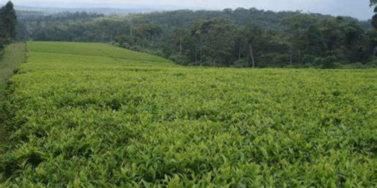 Nyayo Tea Zone... Photo/ Ntzdc.