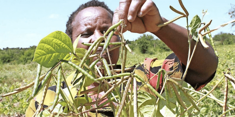 Inside Bill Seeking To Have Kenyans Face Ksh1M Fine Or Jail Term For Growing Ndengu Penalties For Unlicensed Ndengu Growers: Mung Beans Bill