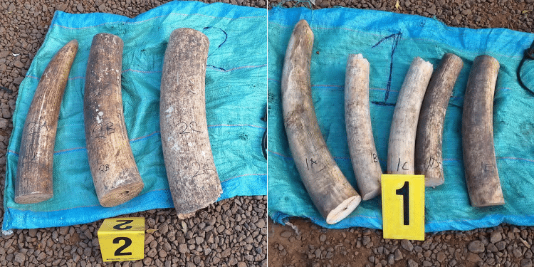 Police Officer Arrested With Rhino Horns, Guns &Amp; Bullets