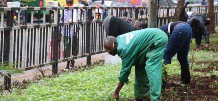 Youth Engaged In The Kazi Mtaani Programme. Photo/Courtesy