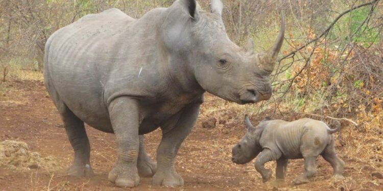 World Rhino Day Celebrations In Samburu County. Photo/Kws. 