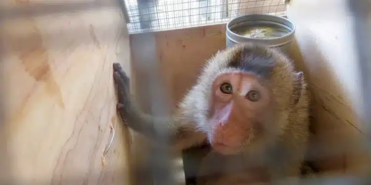 A Monkey Being Shipped To A Client. Photo/Peta. 