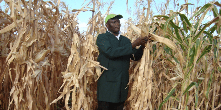 A National Biosafety Authority Officer Inspecting Maize At A Maize Plantation 