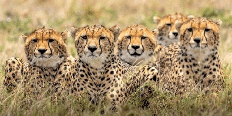 Inside India'S Plan To Import Cheetahs From Kenya