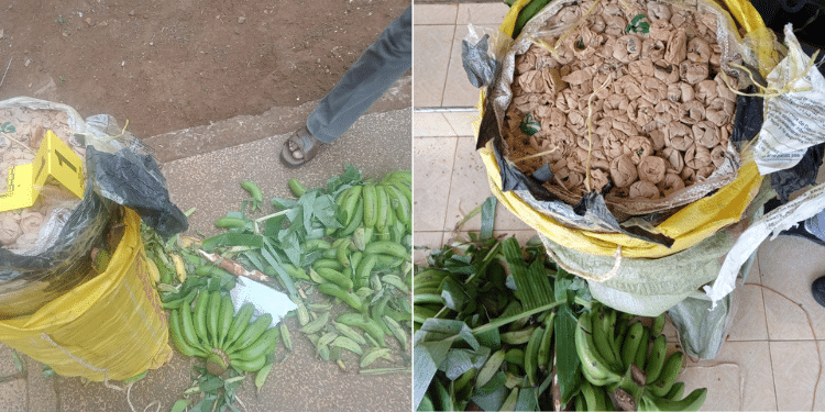 A Side To Side Photo Of Rolls Of Bhang And Raw Bananas Used To Conceal It. Photo/ Dci