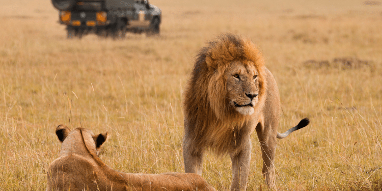 Kws Lists Rules For Kenyans Visiting Parks In Free Entry Day