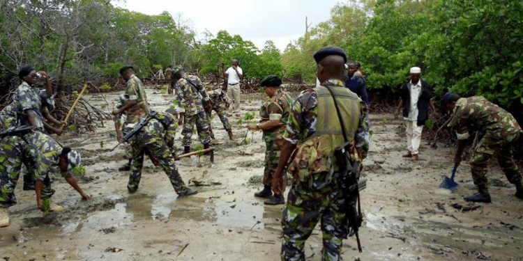 The Multi-Agency Security Team In Boni Forest Comprising Of The Kenya Defence Forces, The National Police Service, Kenya Forest Service And Kenya Wildlife Service In Conjunction With Lamu County Administration, Planting Mangrove Seedlings At Kitangani Beach Near Mokowe. Photo/Kdf Facebook