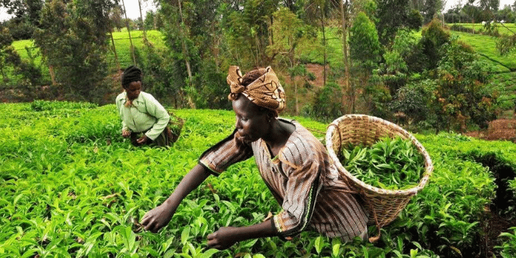 Ktda Breaks Silence On Reduced Bonuses And Unclear Payments Ktda Addresses 2025 Bonus Cuts Following Farmers' Complaints