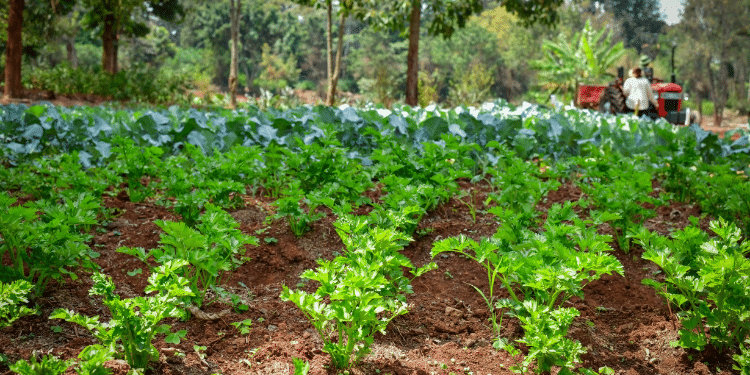 How Rachel Ruto'S Countrywide Kitchen Garden Project Will Be Implemented