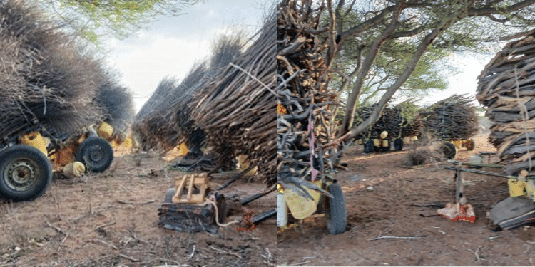Image Of Wajir And Garissa Refugee Camps Showing Trees Cut In For Fuel Energy. Photo/Aden Duale