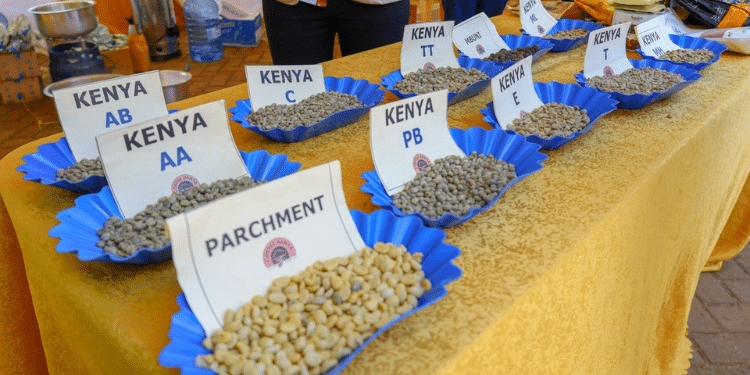 A Display Of Different Coffee Grades During The World International Coffee Day Celebrated Every Year On October 1. Photo/ Afa