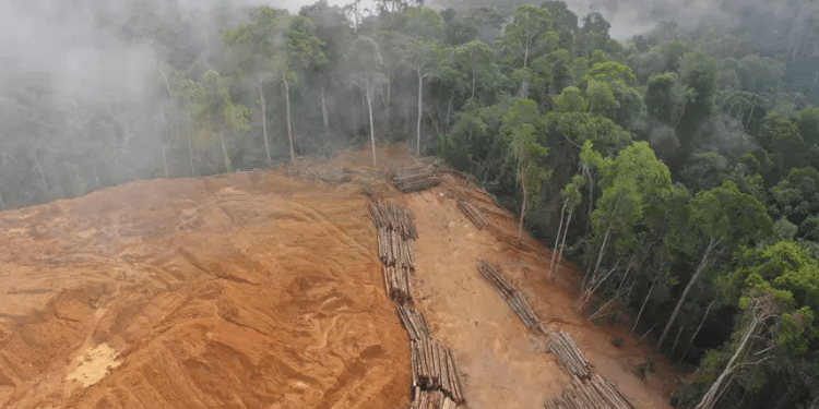 Image Showing Logs Of Tree Cut, A Practice That Is Against Eudr. Photo/Edie.net