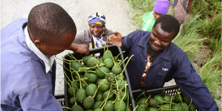 Agriculture And Food Authority Warns Mango &Amp; Avocado Exports