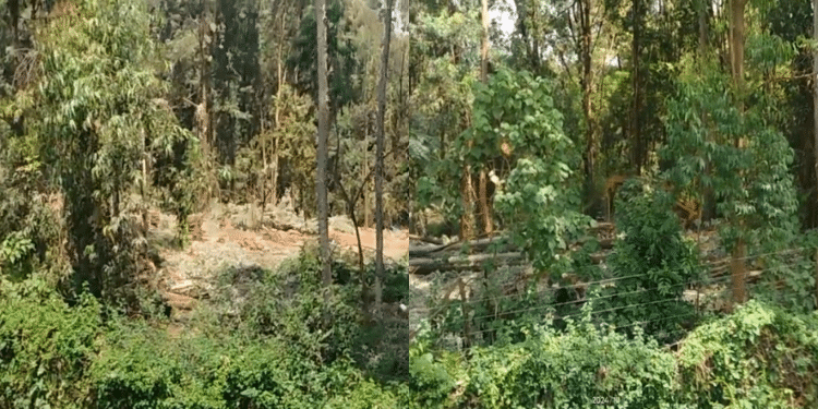 Image Showing Felled Trees And Active Logging At Karura Forest. Photo/ Screengrab.image Showing Felled Trees And Active Logging At Karura Forest. Photo/ Screengrab. Kenya Forest Service