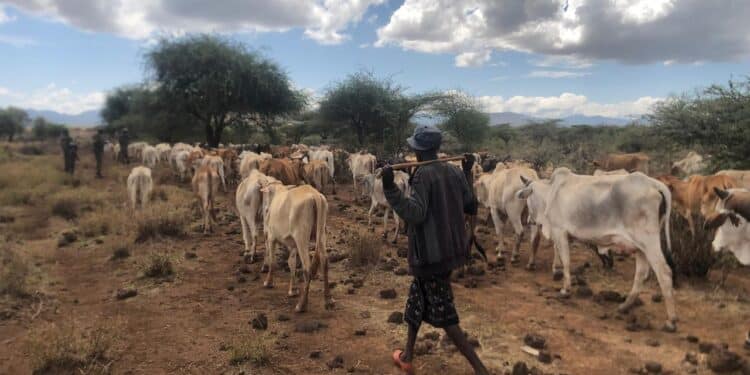 Gunmen Open Fire, Kill At Least 5 People Cows Recovered By Police Officers From Bandits. Photo/Nps.cows Recovered By Police Officers From Bandits. Photo/Nps.
