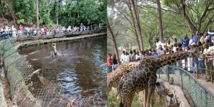 Image Of Tourists Viewing Wildlife At Haller Park In Mombasa. Photo: Haller Park