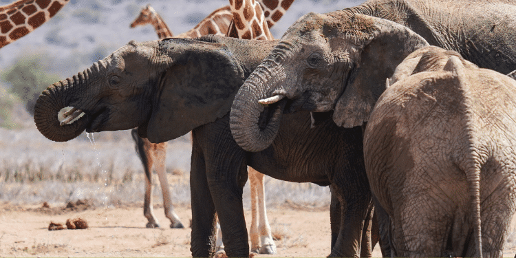 Wildlife In A Parks Northern Kenya. Photo/Kenya Tourism Board