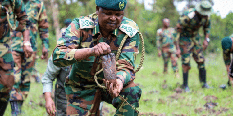 A Kenya Forest Service Officer Plants A Tree During A Past Event. Photo/Linkedin