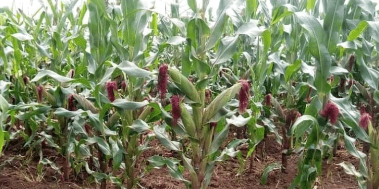 Importation Of Gmos: Court Dismisses Petitions