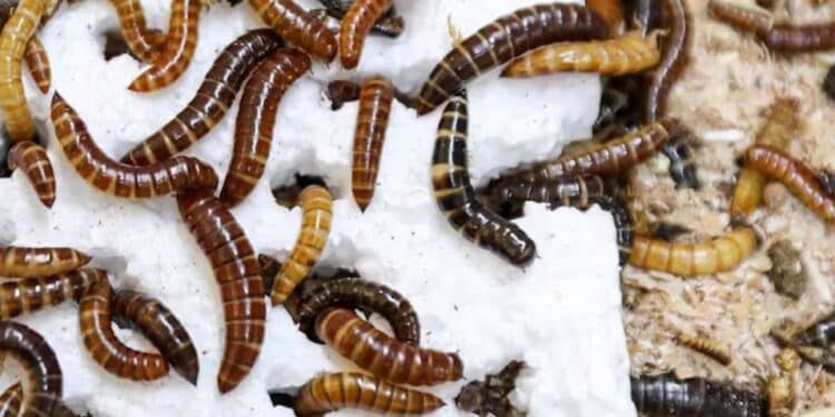 Plastic-Eating Insect Discovered In Kenya Lesser Mealworm Larvae Chew Through Polystyrene. Photo Courtesy Fathiya Khamis
