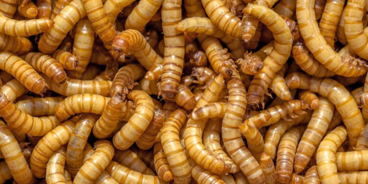 Plastic-Eating Insect Discovered In Kenya Yellow Mealworms. Photo: Heritage Acres