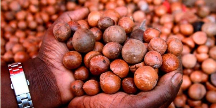 Ig Kanja Directed To Arrest Individuals For Forging A Letter On Raw Banned Macadamia Crop
