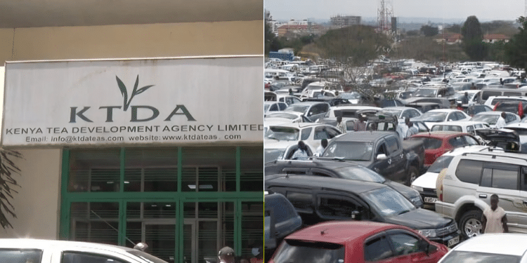 Ktda Announces Auction Of Vehicles For As Low As Ksh400K; How To Buy Ktda Office And The Cars Being Sold. Photo/ Ktda. Auctioneers Kenya