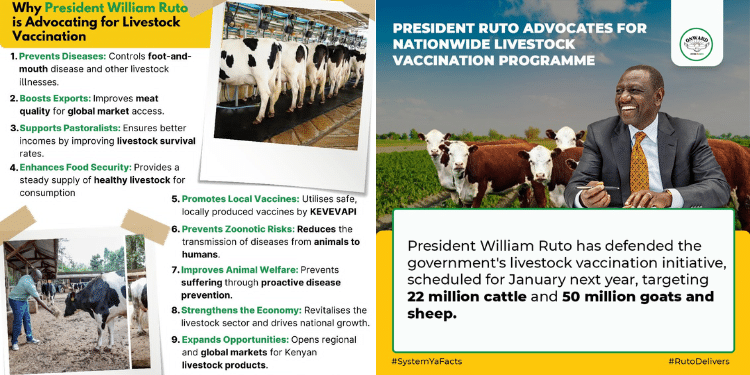 Govt Launches Campaign To Counter Kenyans Resisting Ruto'S Order Govt Launches Livestock Vaccination Campaign To Counter