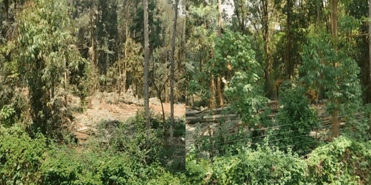 Image Showing Felled Trees And Active Logging At Karura Forest. Kfs On Using 51 Acres Of Karura Forest For Kiambu Road