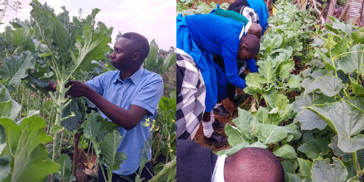 Collage Of Mwalimu Orina Dominic And Pupils In The Farm. Photo/Orina Ig