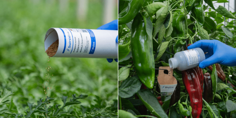 Bioline Agrosciences Cak, Eurazeo