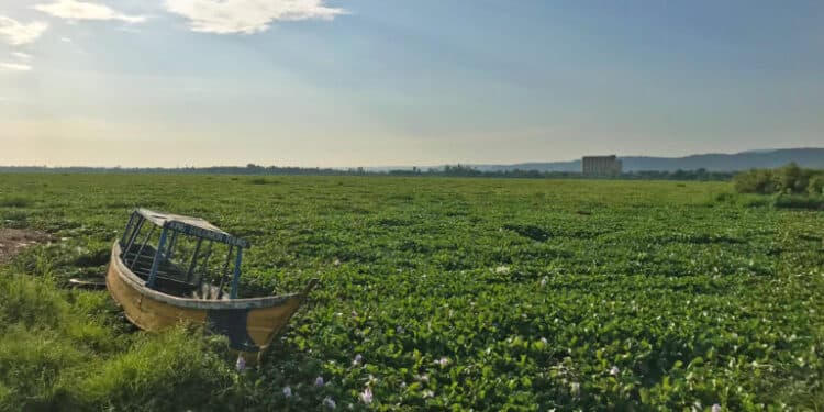 Water Hyacinth In Lake Victoria. Photo: Mongabay