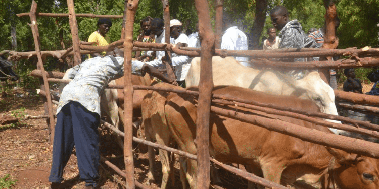 Tsetse Fly Agency Stops Recruitment Process After Cabinet Directive Kenttec Officials Smoke Out Tsetse Flies From Animals In Counties. Photo/Uzalendo News