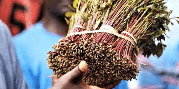 A Photo Of Miraa. Photo/ Kelvin Karani, Standard. Miraa