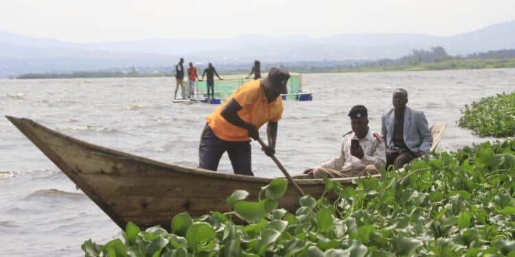 Water Hyacinth In Lake Victoria. Photo: Kenya News Agency