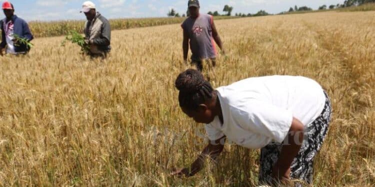 35 Wheat Tycoons Controlling Kenya’s Flour Industry A Photo Of Wheat Farmers In Merewet In Moiben Constituency, Uasin Gishu County. Photo/ Peter Ochieng, Standard.