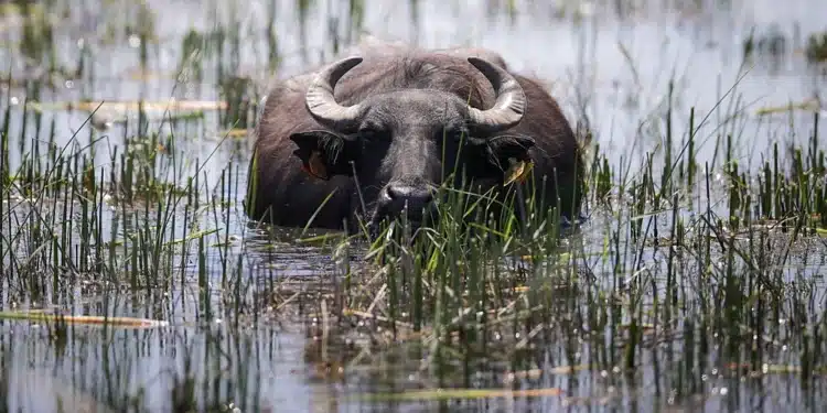 An Image Of A Water Buffalo. Photo/ Ugc