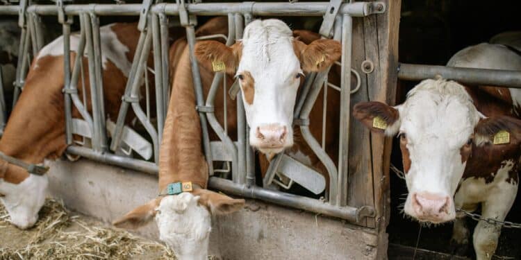Livestock Awaiting Vaccination. Photo/Pexels